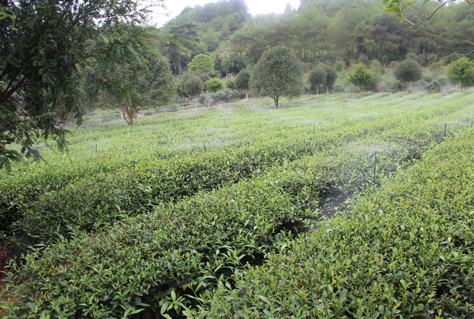 無土栽培，無土栽培技術，無土栽培設備